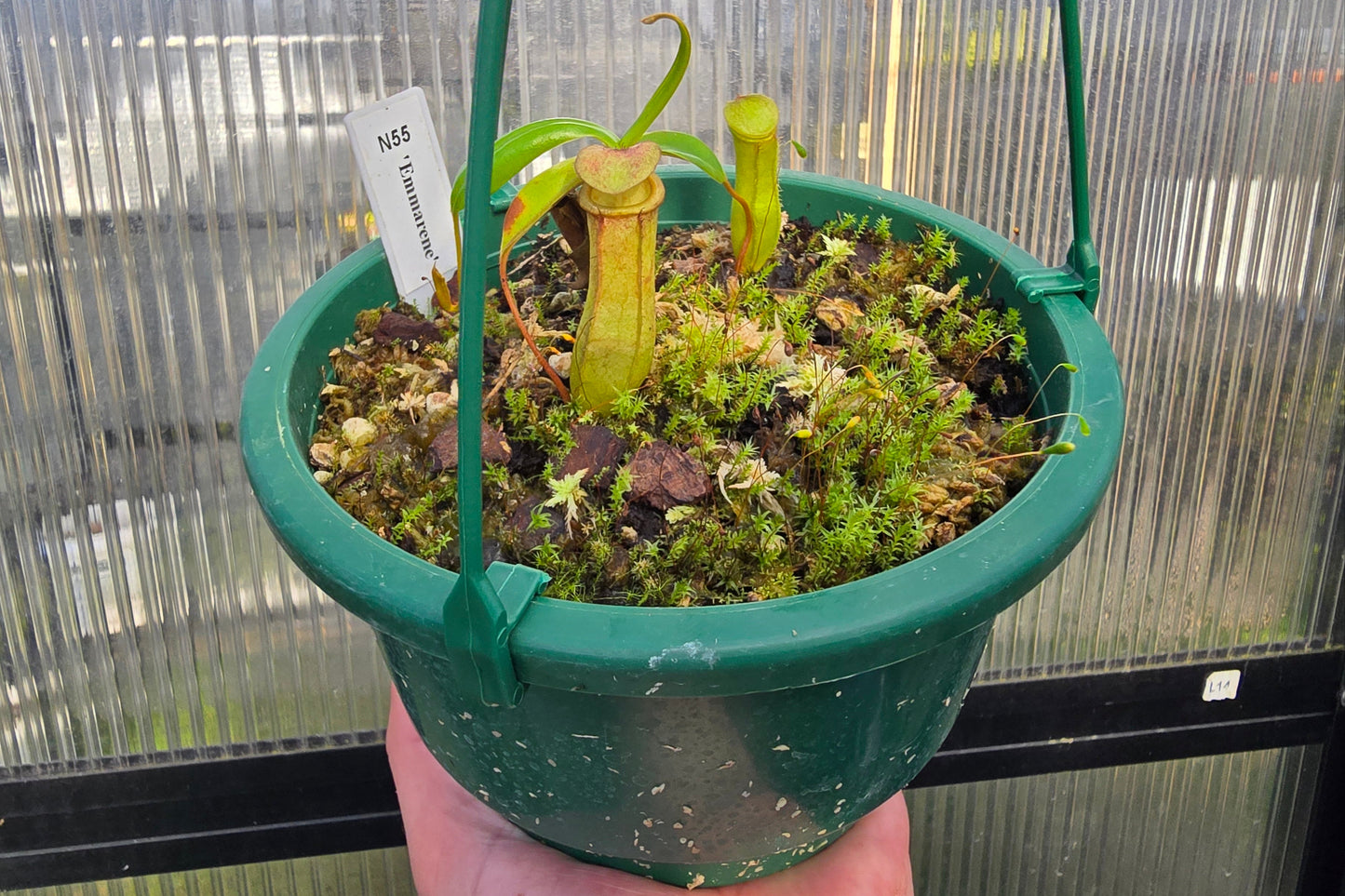 Nepenthes 'Emmarene' - Highland Tropical Pitcher Plant