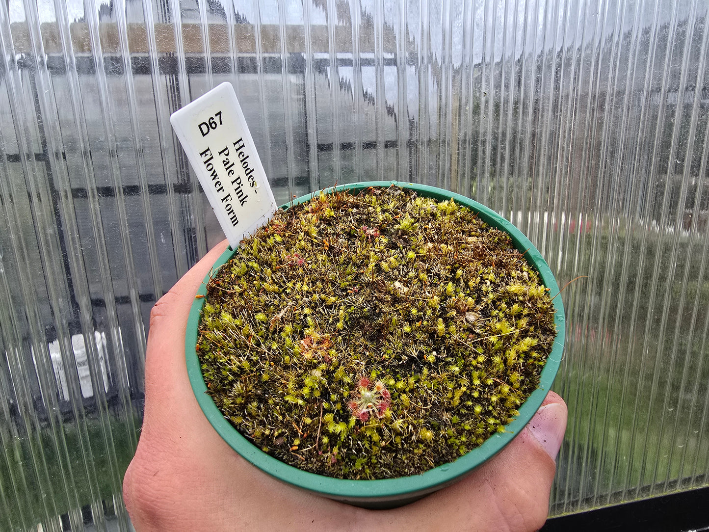 Drosera helodes - Pygmy Sundew