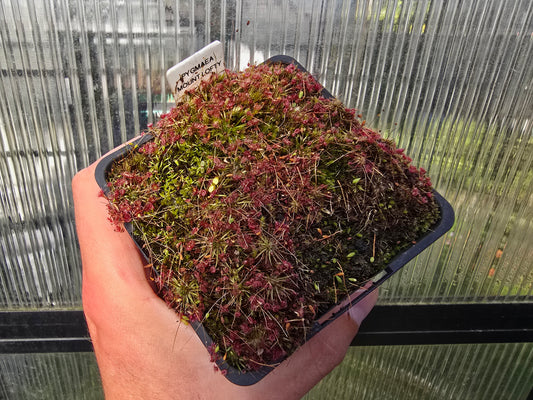 Drosera pygmaea (Mount Lofty, AUS) - Pygmy Sundew