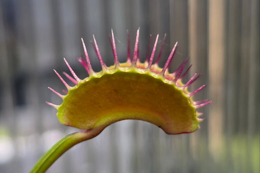Dionaea muscipula 'Unknown' F1 - Venus Fly Trap