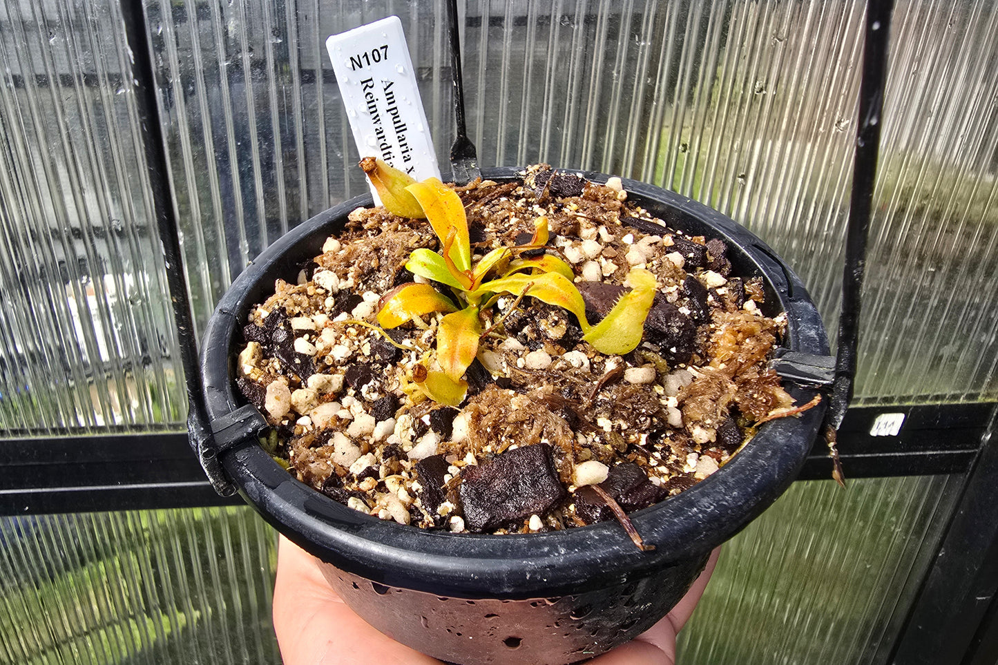 Nepenthes ampullaria x reinwardtiana - Lowland Tropical Pitcher Plant