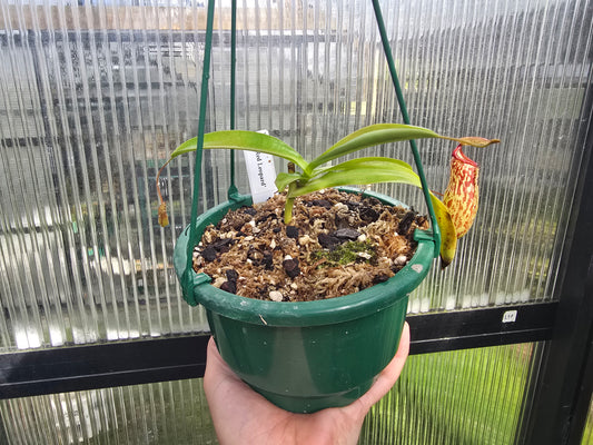 Nepenthes 'Red Leopard' - Intermediate Tropical Pitcher Plant