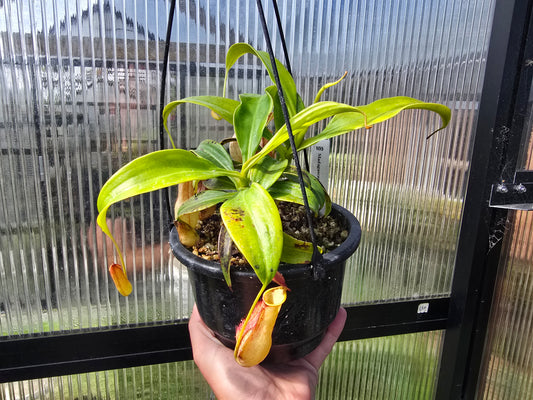 Nepenthes madagascariensis - Intermediate Tropical Pitcher Plant