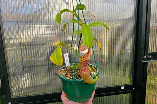 Nepenthes boschiana x glandulifera - Highland Tropical Pitcher Plant