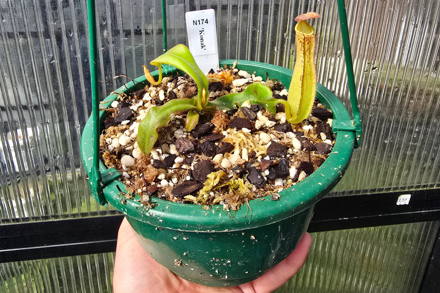 Nepenthes 'Konak' - Lowland Tropical Pitcher Plant