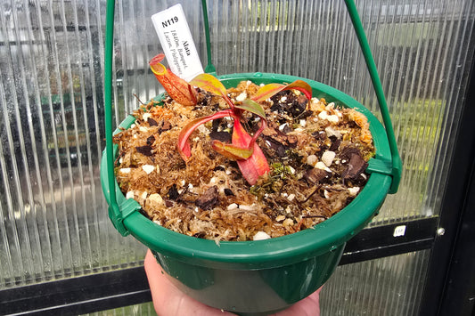 Nepenthes alata - Red Speckled Form (Banquet, Luzon, Philippines) - Intermediate Tropical Pitcher Plant