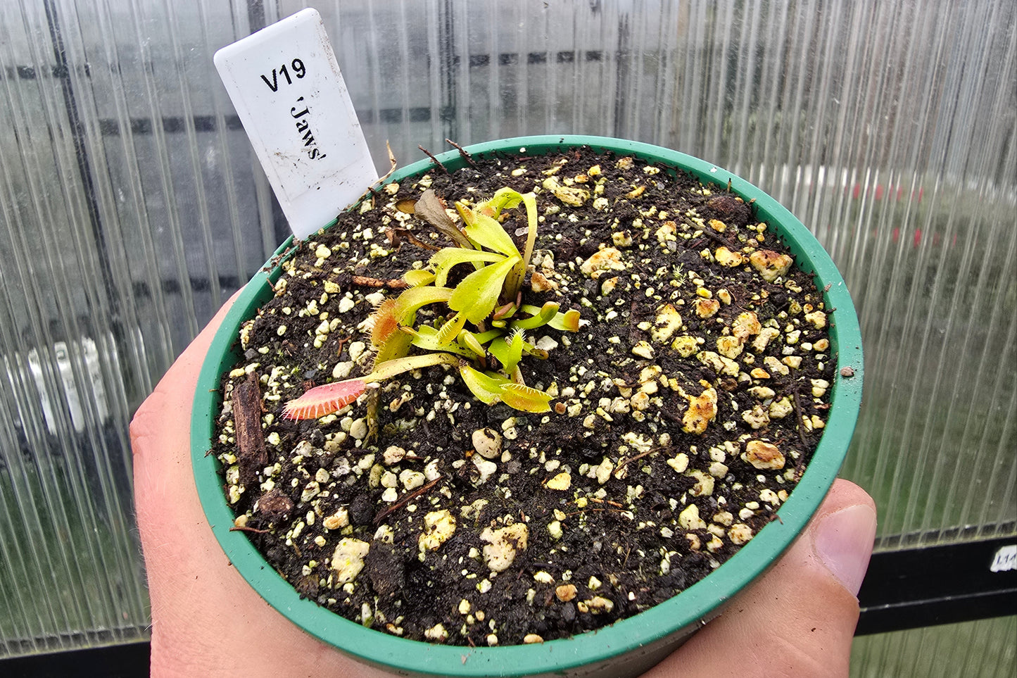 Dionaea muscipula 'Jaws' - Venus Fly Trap