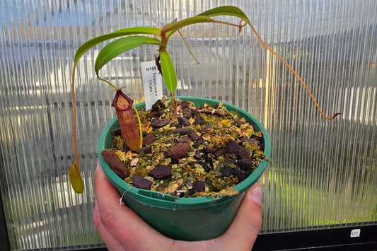 Nepenthes ventricosa x ovata - Highland Tropical Pitcher Plant