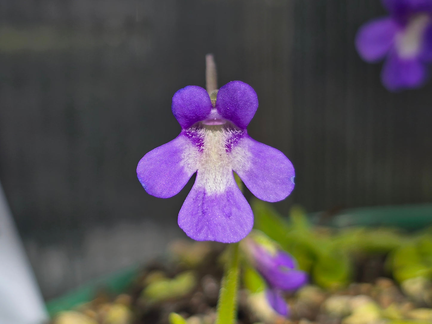 Pinguicula longifolia ssp. caussensis (Massif Centra, France) - Cold Temperate Long-Leafed Butterwort