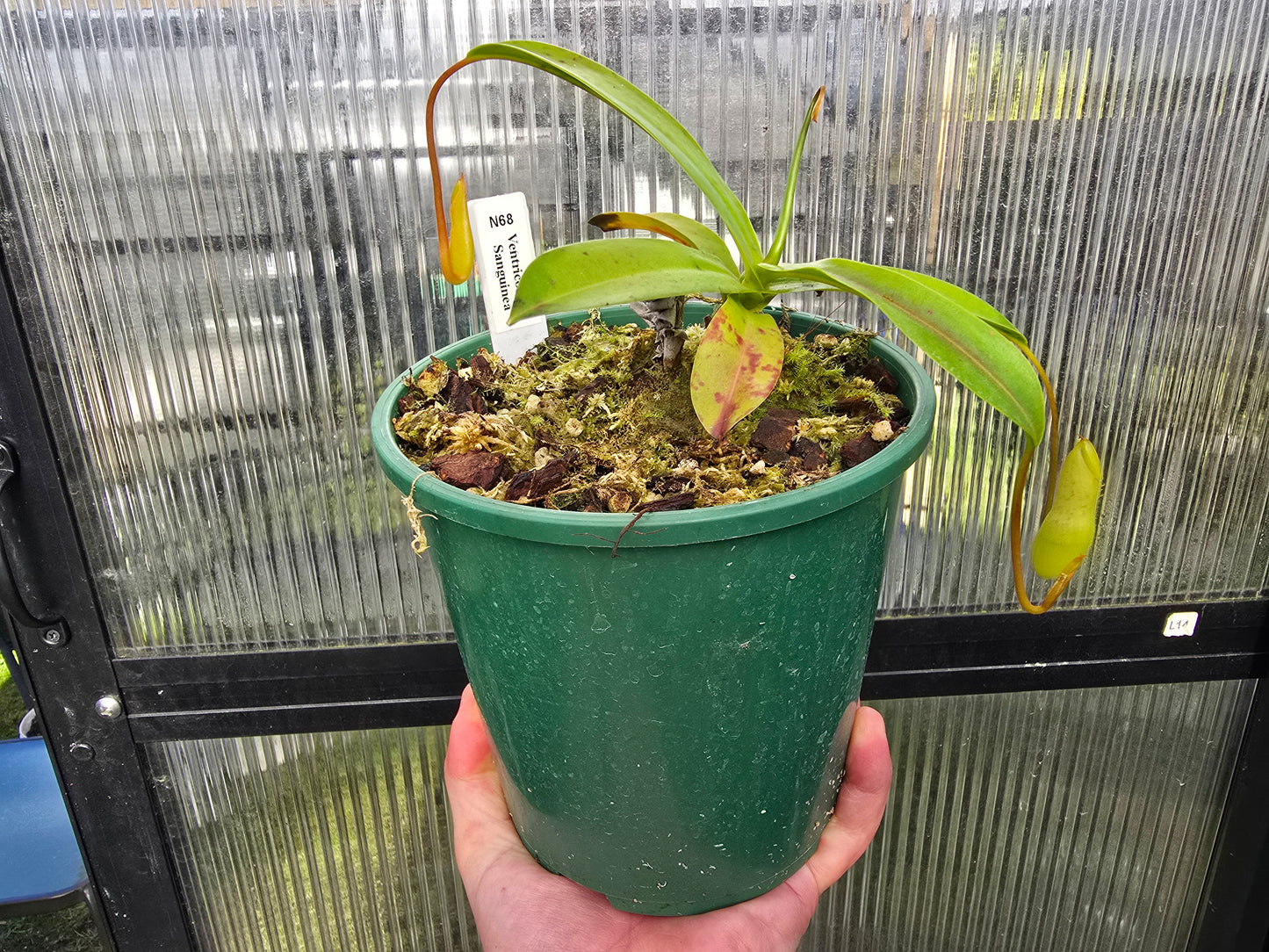 Nepenthes ventricosa x sanguinea - Highland Tropical Pitcher Plant