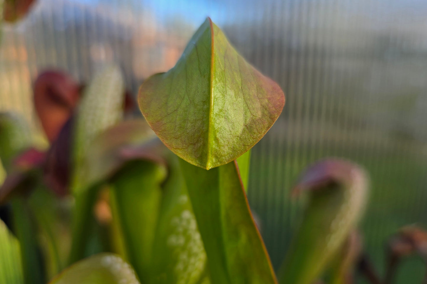 SEED - Sarracenia minor - Hooded Pitcher Plant - 10+ Per Packet