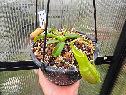 Nepenthes maxima - Green Form - Intermediate Tropical Pitcher Plant
