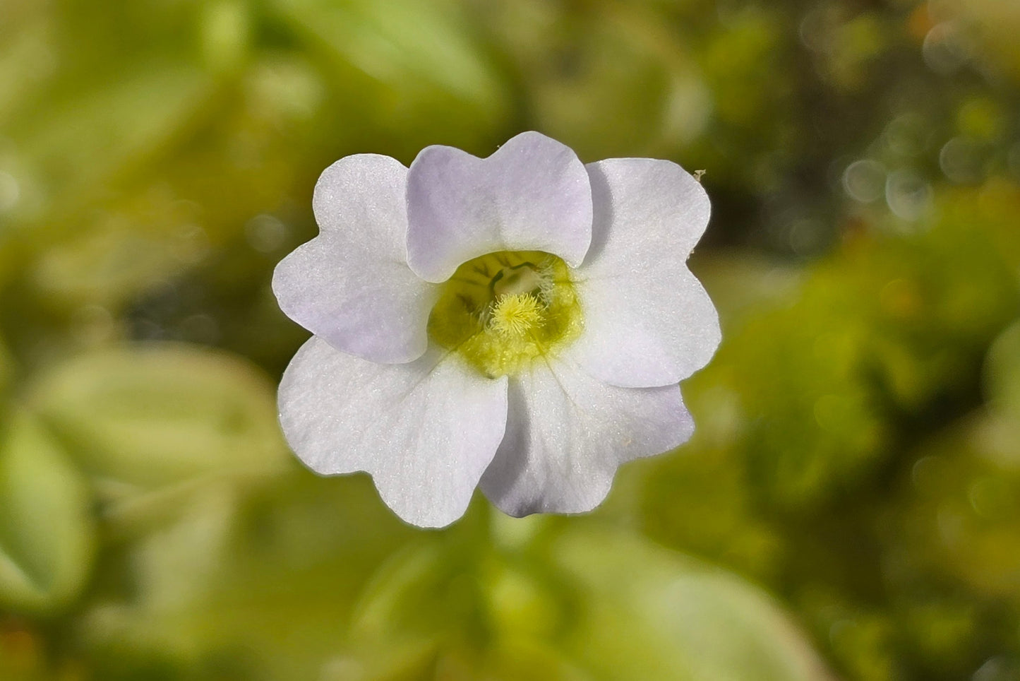 Pinguicula primuliflora - Warm Temperate Primrose Butterwort