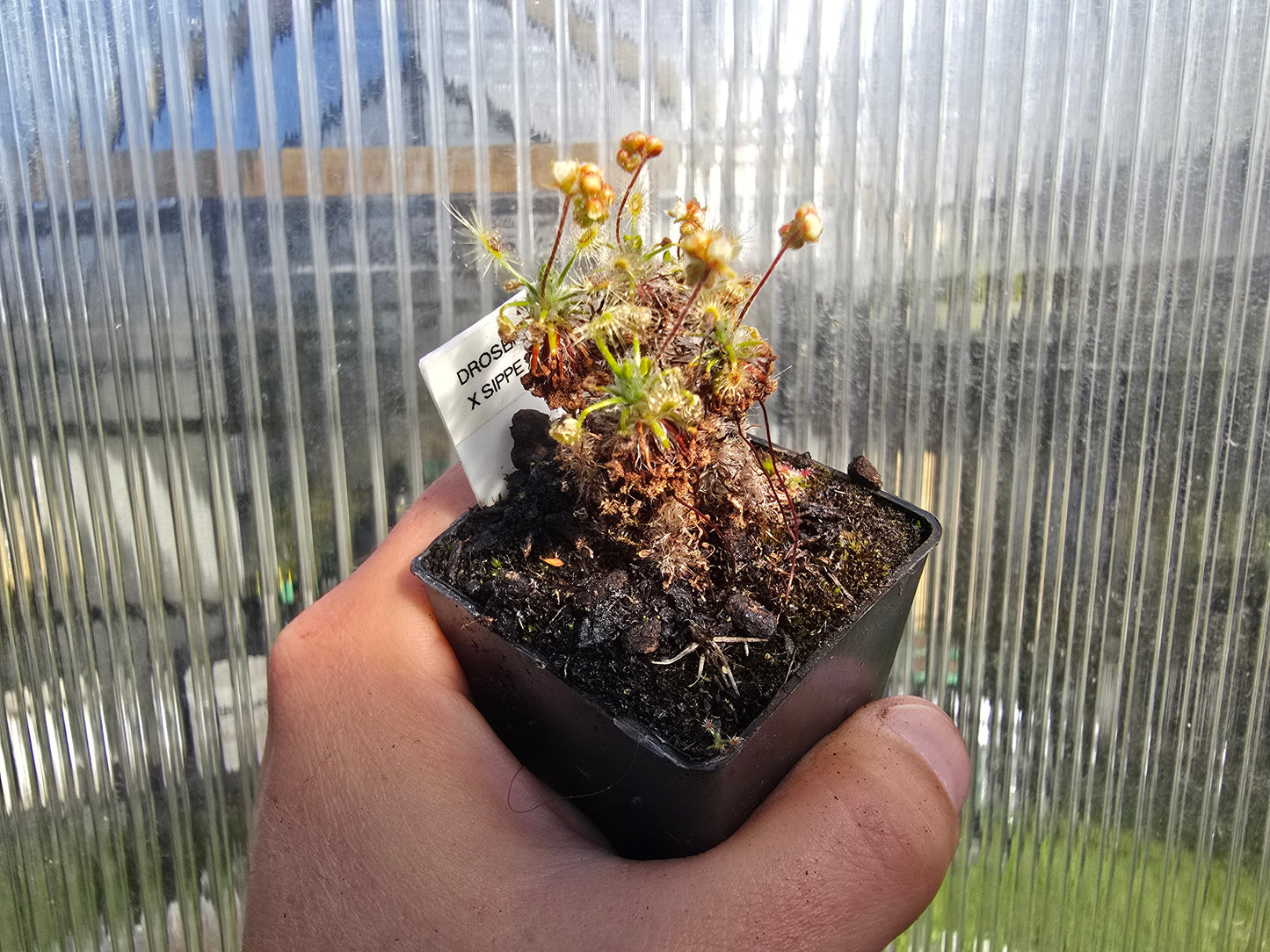 Drosera 'Sippe' - Pygmy Sundew