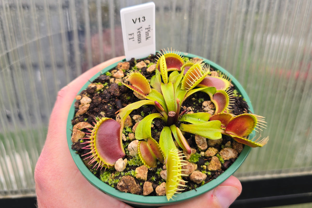 Dionaea muscipula 'Pink Venus' F1 - Venus Fly Trap