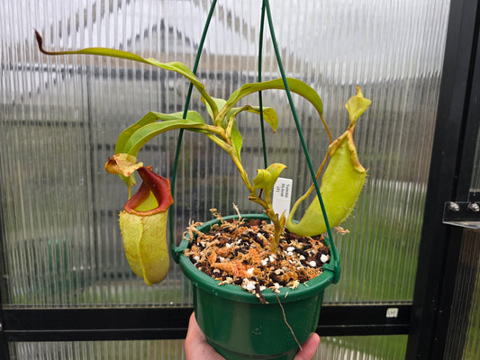 Nepenthes Veitchii Hybrid (Female) - Intermediate Tropical Pitcher Plant