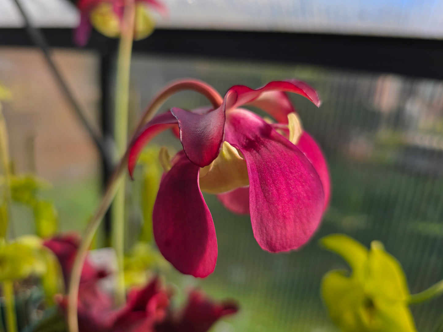 SEED - Sarracenia purpurea ssp. venosa - American Pitcher Plant - 10+ Per Packet