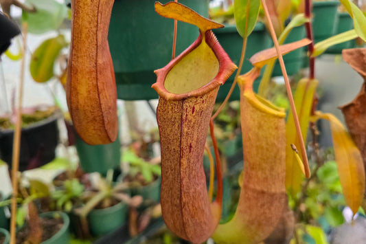 Nepenthes ventricosa x ramispina - Highland Tropical Pitcher Plant