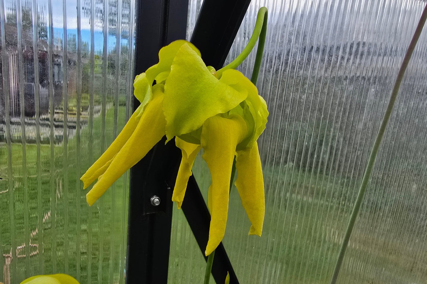 Sarracenia flava var. rugelii - American Pitcher Plant