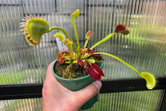 Dionaea muscipula 'Jaws' - Venus Fly Trap