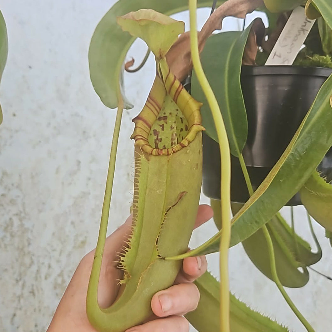 Nepenthes Veitchii Hybrid (Male) - Intermediate Tropical Pitcher Plant