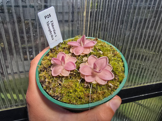 Pinguicula ehlersiae x mesophytica - Mexican Butterwort