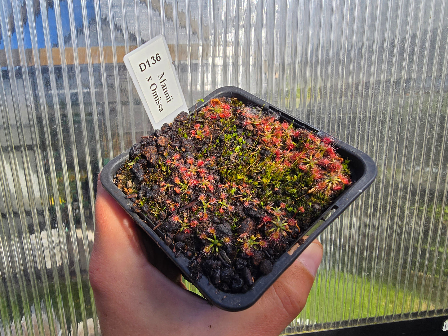 Drosera mannii x omissa - Pygmy Sundew