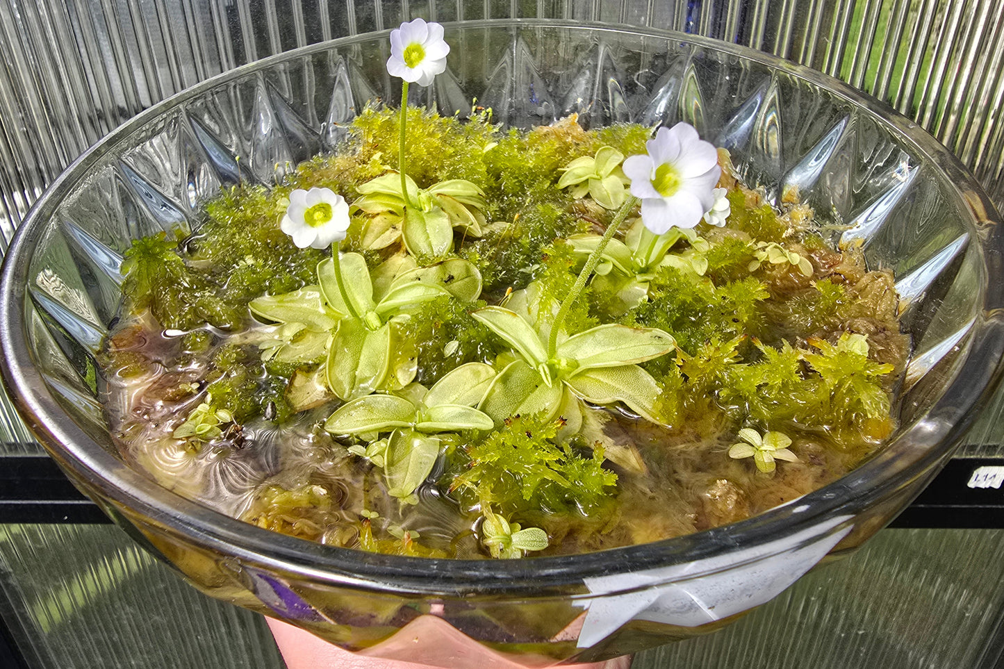 Pinguicula primuliflora - Warm Temperate Primrose Butterwort