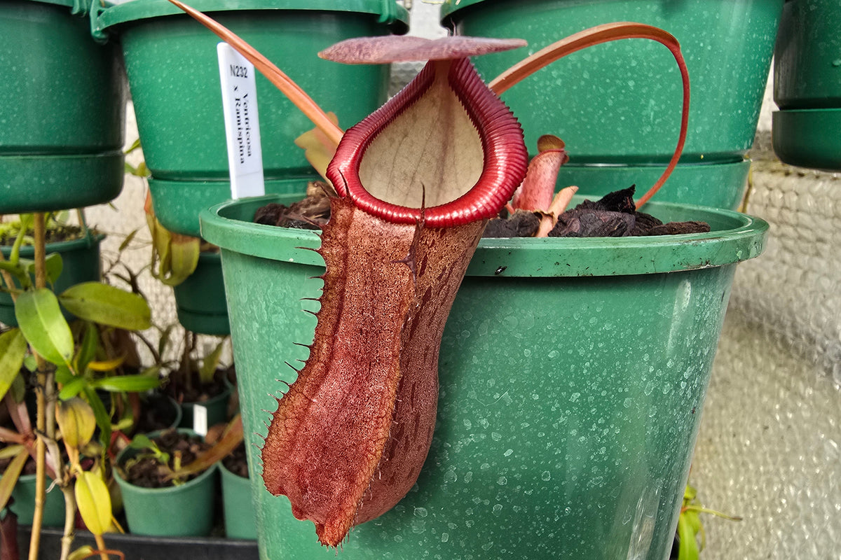 Nepenthes ventricosa x ramispina - Highland Tropical Pitcher Plant