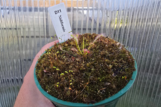 Gift Pack - Drosera (Sundews)