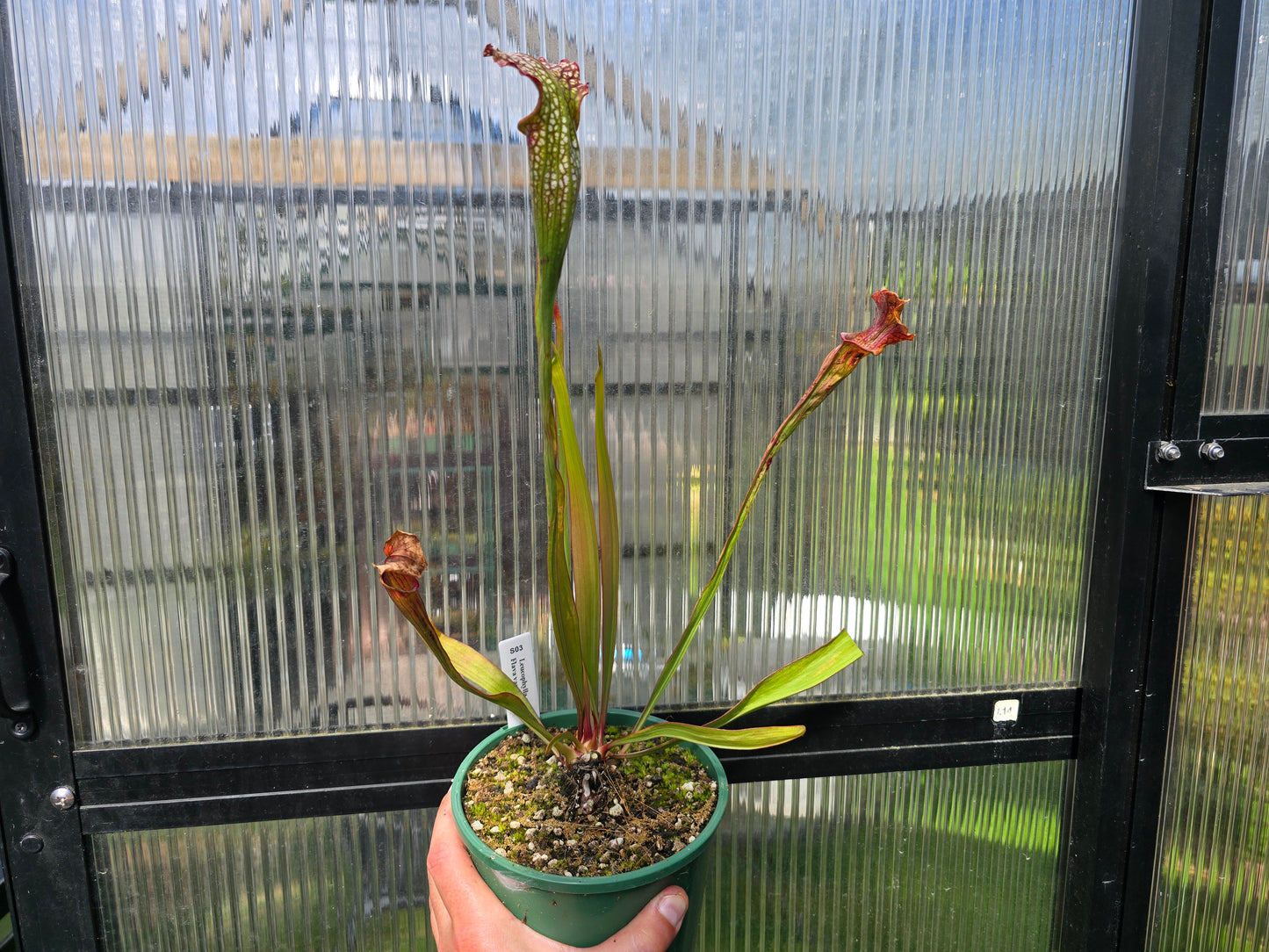 Sarracenia leucophylla x flava var. flava - American Pitcher Plant