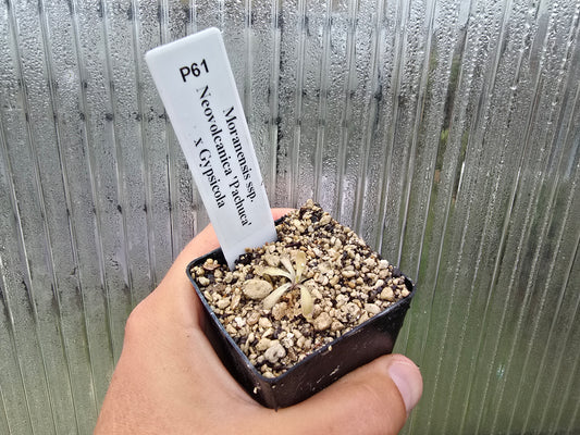 Pinguicula moranensis ssp. neovolcanica 'Pachuca' x gypsicola - Mexican Butterwort