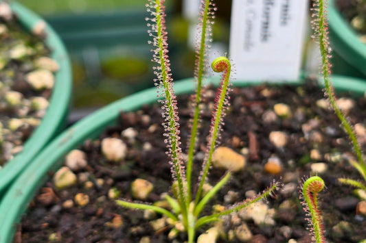 Drosera filiformis var. filiformis (Nova Scotia, Canada) - Thread-Leaf Sundew