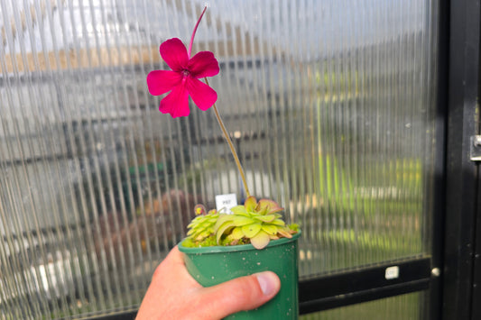 Pinguicula 'Cherry Blossom' - Mexican Butterwort