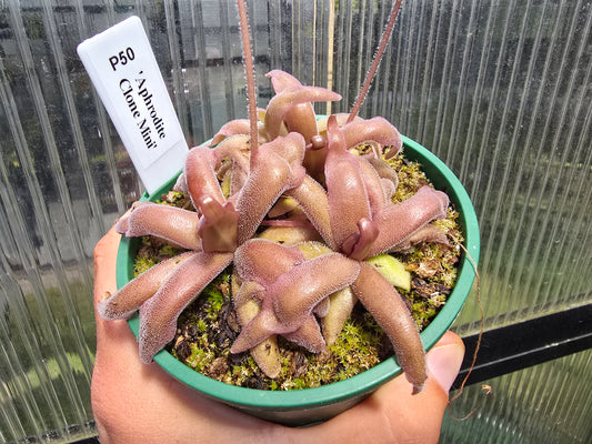 Pinguicula 'Aphrodite Clone Mini' - Mexican Butterwort