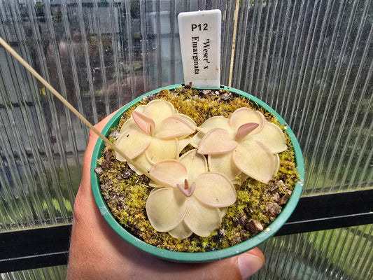 Pinguicula 'Weser' x emarginata - Mexican Butterwort