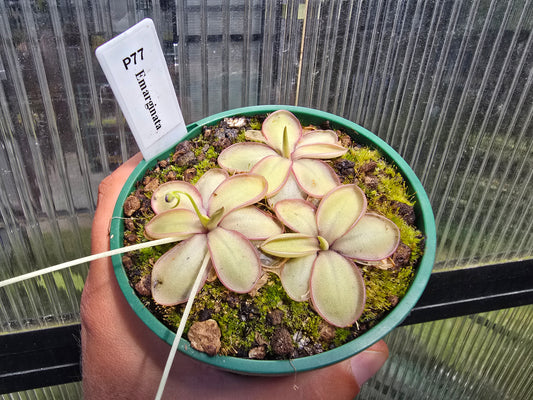 Pinguicula emarginata - Mexican Butterwort
