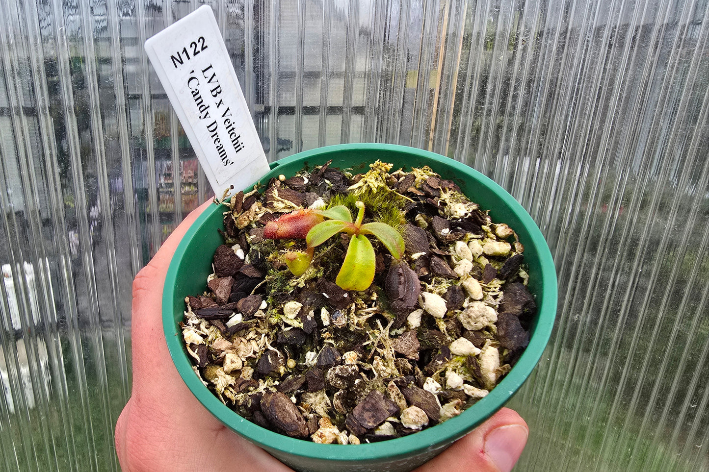 Nepenthes lvb x veitchii 'Candy Dreams' - Intermediate Tropical Pitcher Plant
