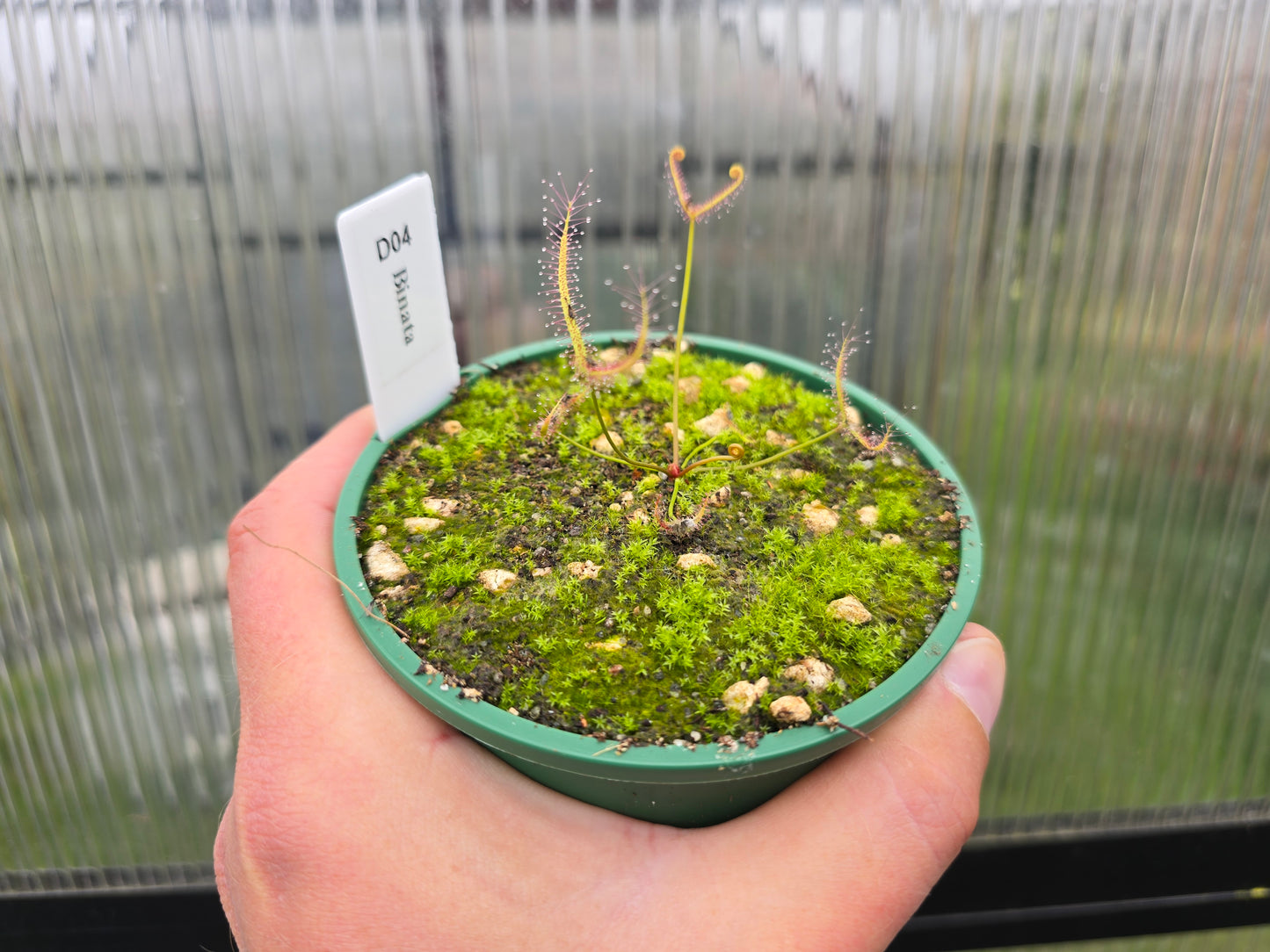Drosera binata - Forked Sundew