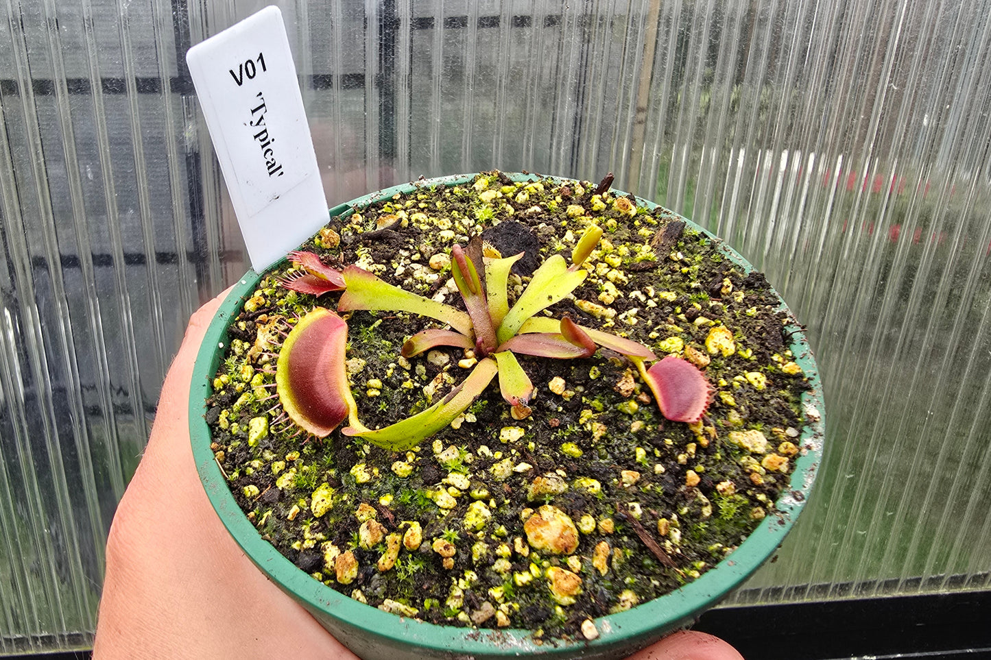 Dionaea muscipula 'Typical' - Venus Fly Trap