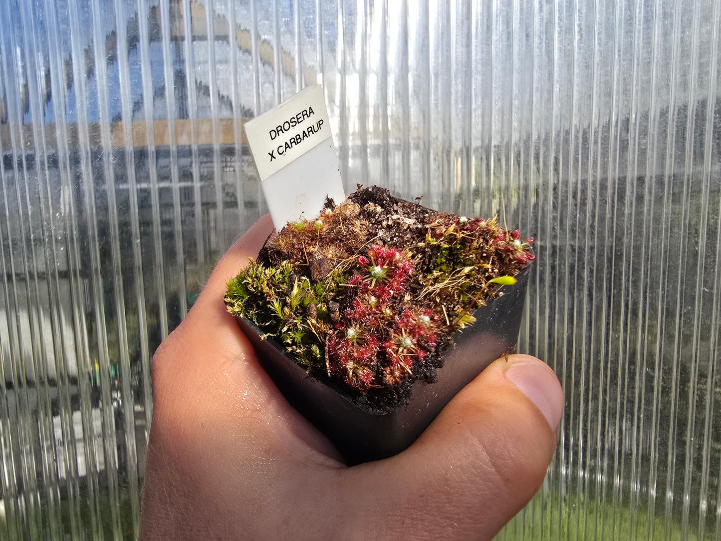 Drosera 'Carbarup' - Pygmy Sundew