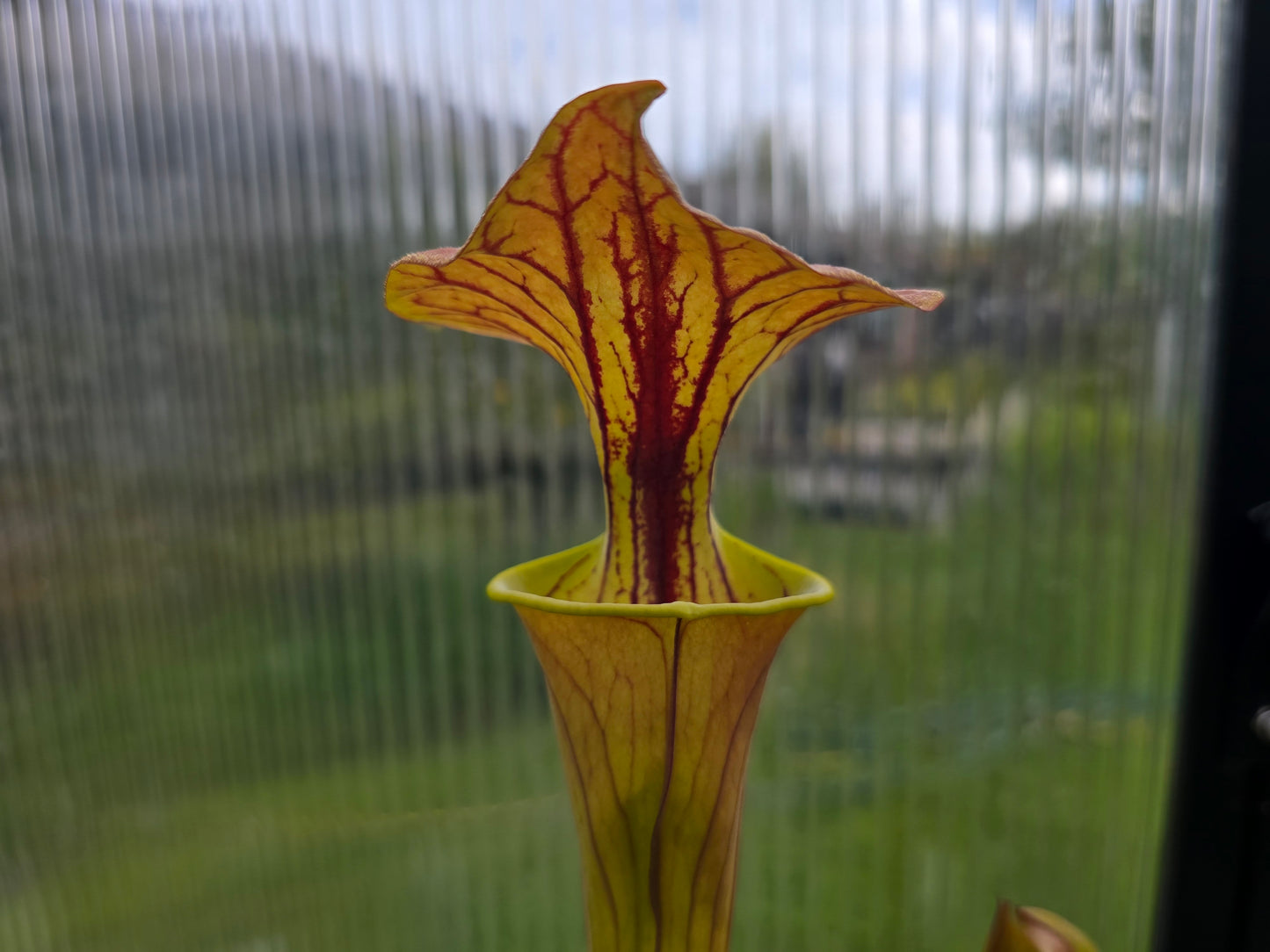 SEED - Sarracenia flava var. cuprea (Green Swamp, North Carolina, USA) - American Pitcher Plant - 10+ Per Packet