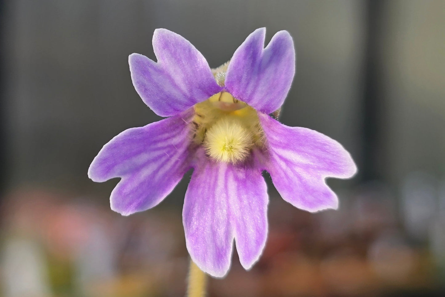 Pinguicula caerulea (Wakulla County, Florida, USA) - Warm Temperate Blue Butterwort