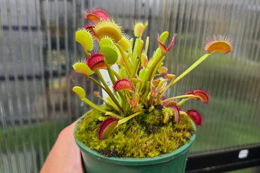 Dionaea muscipula 'Cropped Teeth' F1 - Venus Fly Trap