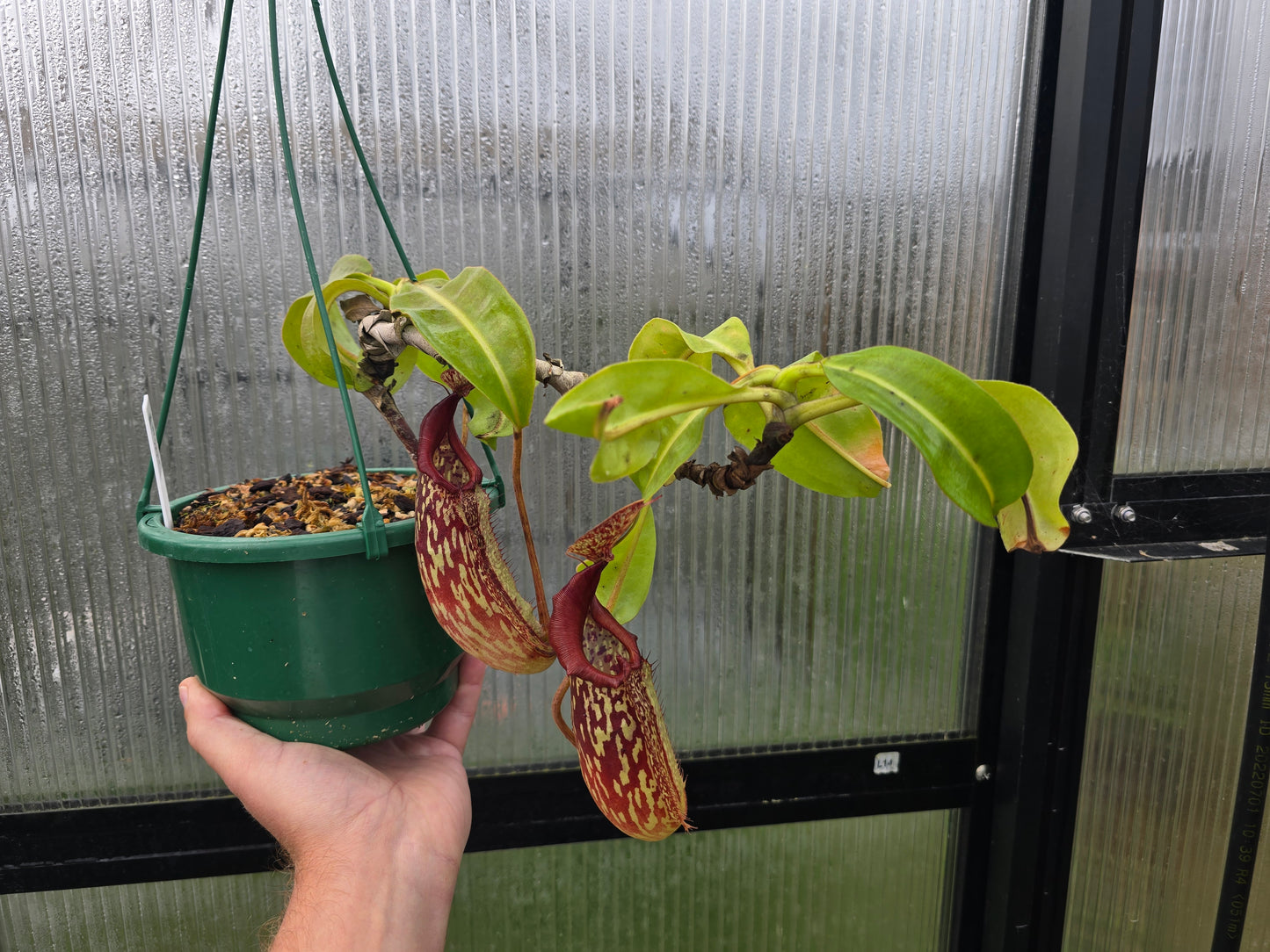 Nepenthes maxima (Female) - Intermediate Tropical Pitcher Plant