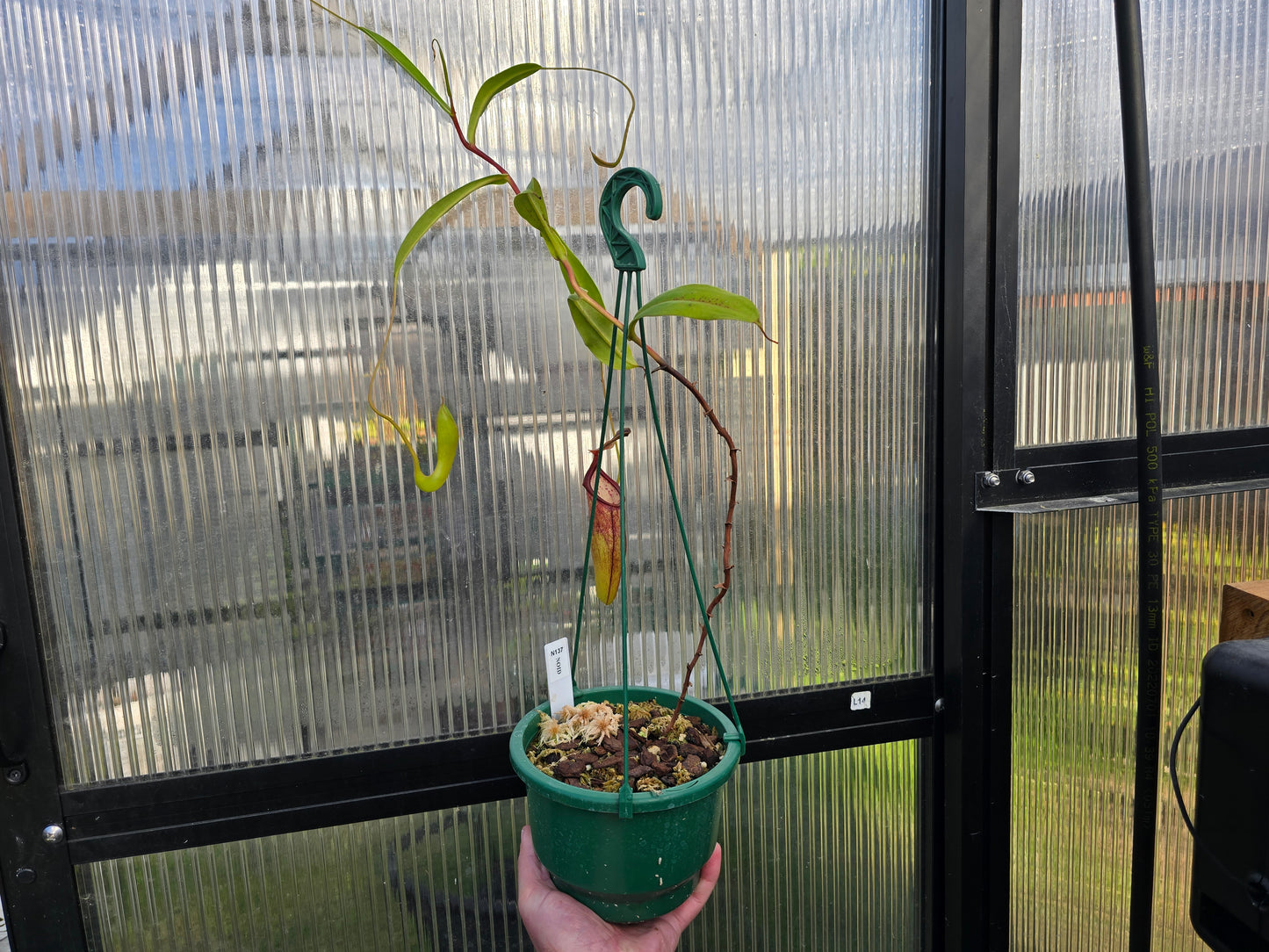 Nepenthes NOID - Intermediate Tropical Pitcher Plant
