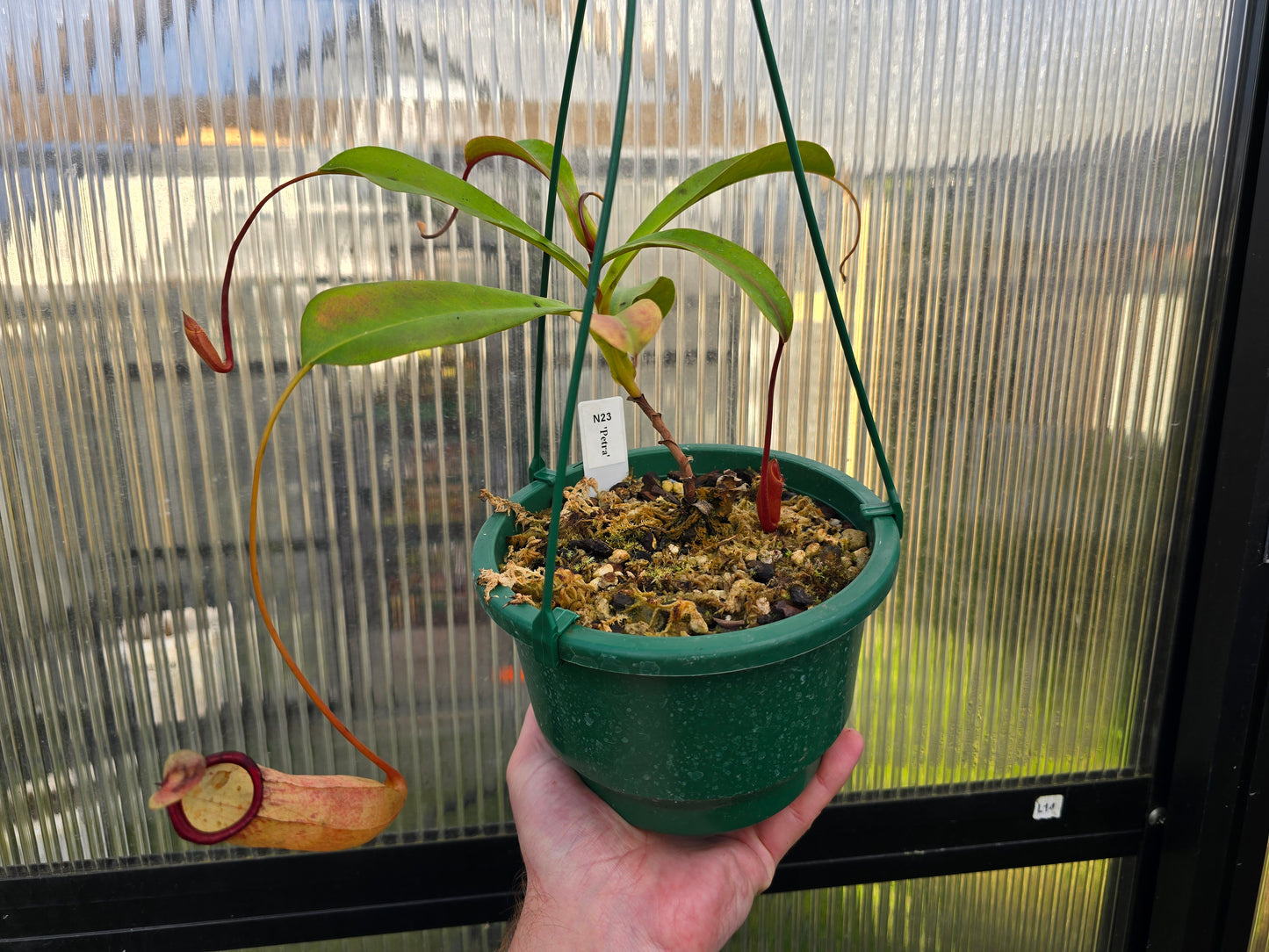 Nepenthes 'Petra' - Highland Tropical Pitcher Plant