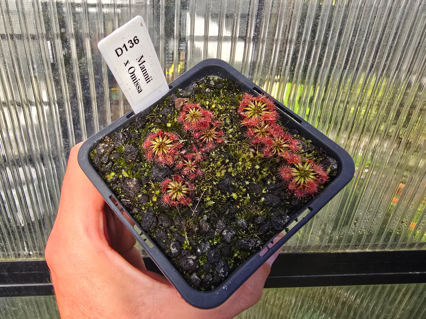 Drosera mannii x omissa - Pygmy Sundew
