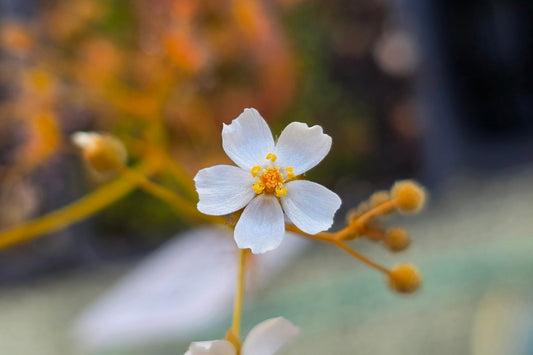 Drosera yilgarnensis - Tuberous Sundew