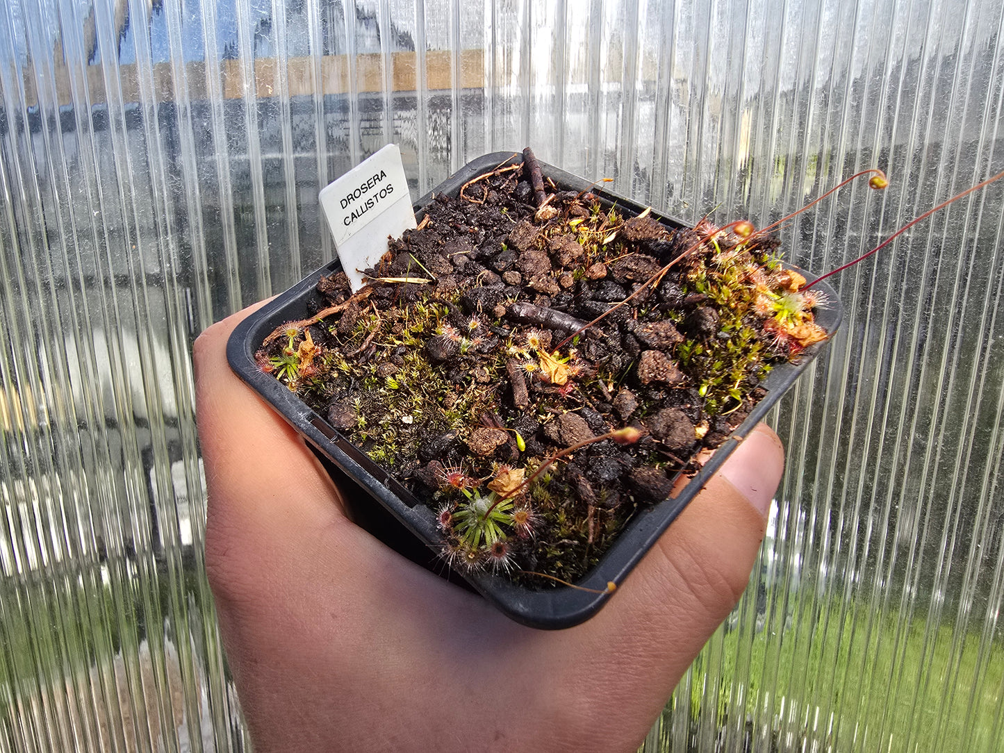 Drosera callistos - Pygmy Sundew